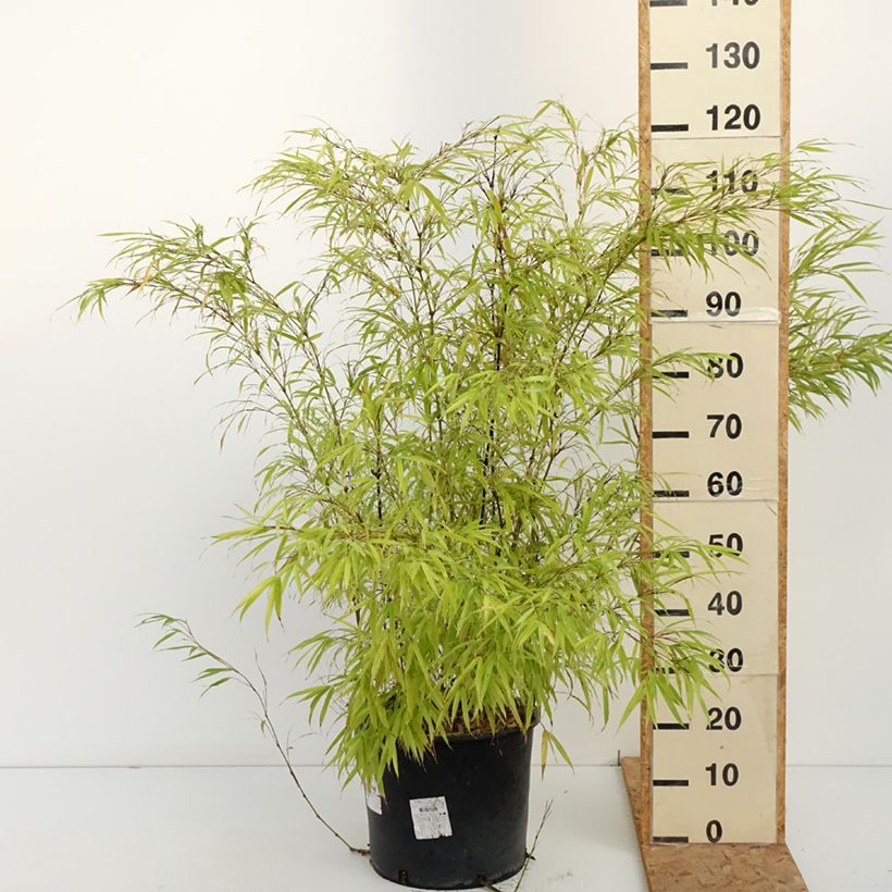 Spécimen de Chimonobambusa tumidissinoda Macrophylla - Bambou moyen Pot de 12L/15L tel que livré en automne
