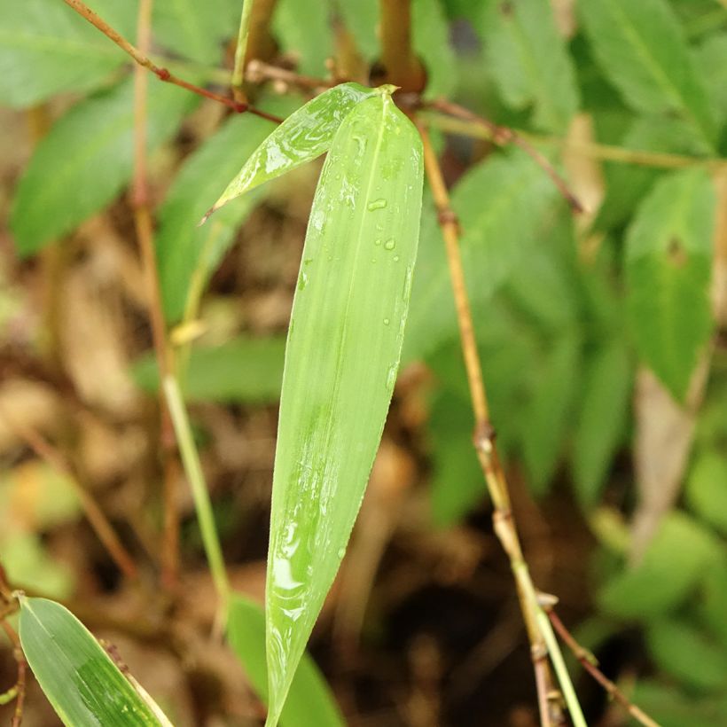 Chimonobambusa tumidissinoda Macrophylla - Bambou moyen (Feuillage)