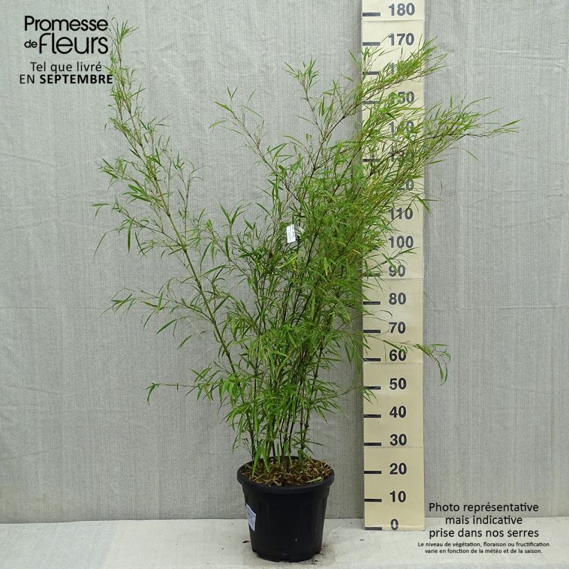 Spécimen de Chimonobambusa tumidissinoda Microphylla - Bambou moyen Pot de 12L/15L tel que livré en automne