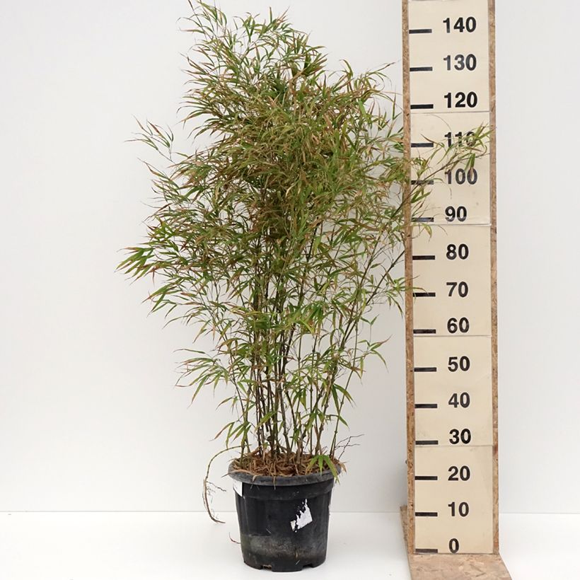 Spécimen de Chimonobambusa tumidissinoda Microphylla - Bambou moyen Pot de 12L/15L tel que livré en hiver