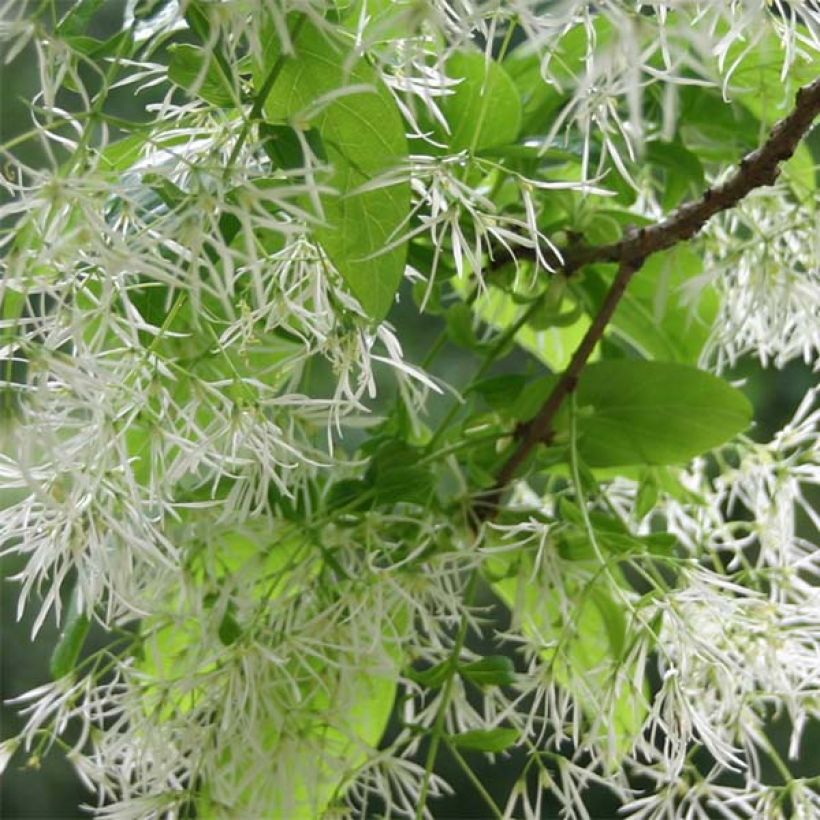 Chionanthus virginicus (Floração)