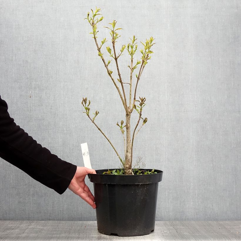 Chionanthus virginicus - Laurel de nieve Maceta 4L/5L Ejemplar entregado en la primavera