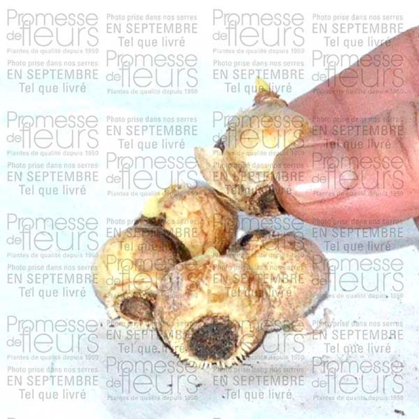 Exemple de spécimen de Chionodoxa forbesii Blue Giant Bulbe calibre 5+ tel que livré