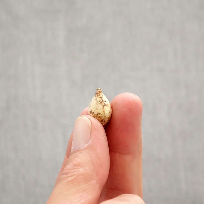 Spécimen de Chionodoxa forbesii Blue Giant Bulbe calibre 5+ tel que livré au printemps