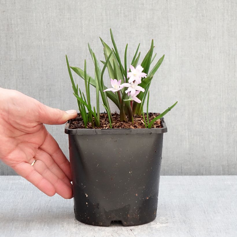 Spécimen de Chionodoxa forbesii Pink Giant Pot de 2L/3L calibre 4/6 tel que livré en hiver