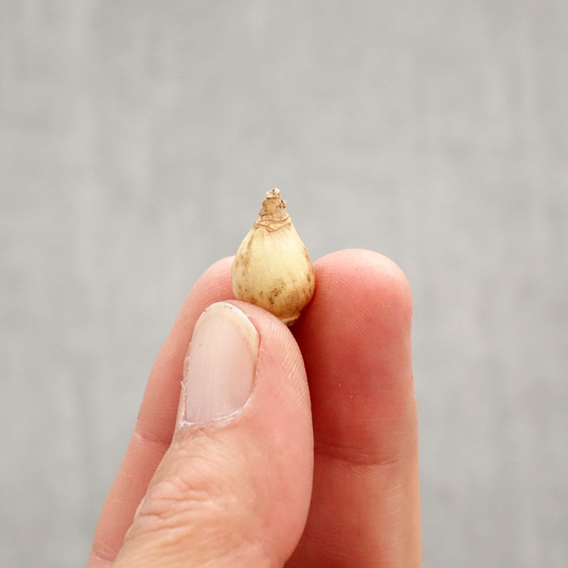 Spécimen de Chionodoxa luciliae Rosy Queen - Gloire des Neiges Bulbe calibre 5+ tel que livré au printemps