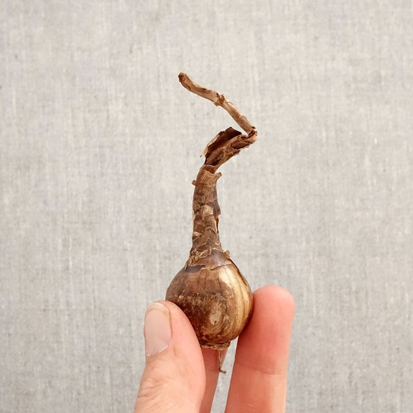 Spécimen de Chlidanthus fragrans - Chlidanthe odorant Bulbe calibre 12+ tel que livré au printemps