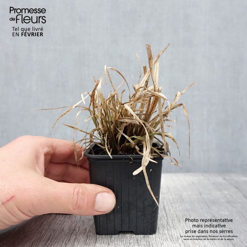 Spécimen de Chloris distichophylla Godet de 8/9 cm tel que livré en hiver