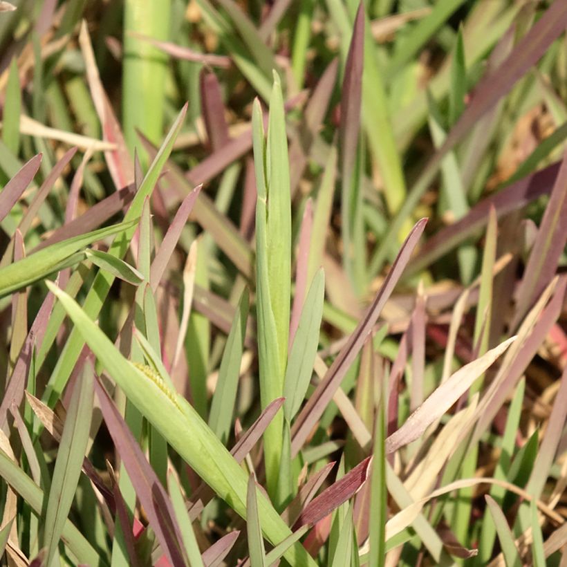 Chloris distichophylla (Feuillage)