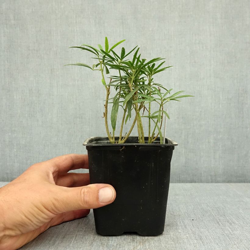 Spécimen de Choisya Aztec Pearl - Oranger du Mexique Pot de 12 cm / 13 cm tel que livré en été