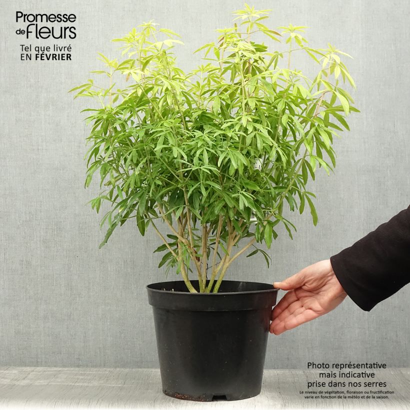 Spécimen de Choisya Goldfinger - Oranger du Mexique Pot de 7,5L/10L tel que livré en hiver