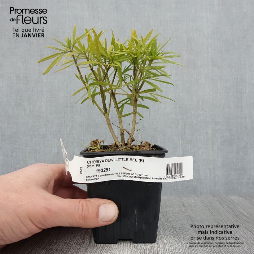 Spécimen de Choisya Little Bee - Oranger du Mexique Godet de 8/9 cm tel que livré en hiver