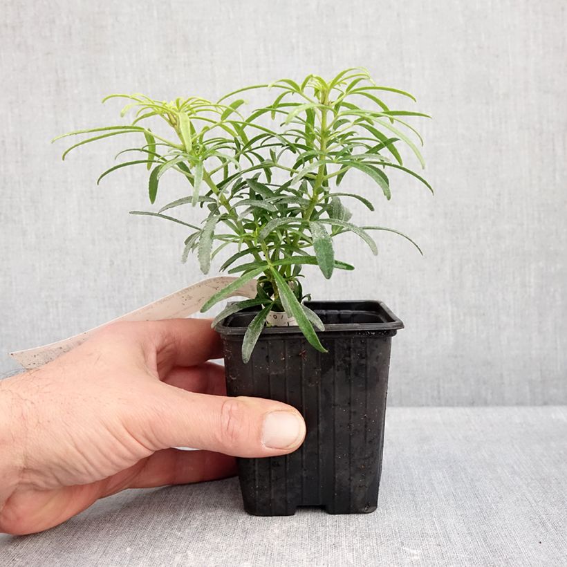 Spécimen de Choisya Little Honey Bee - Oranger du Mexique Godet de 8/9 cm tel que livré en automne