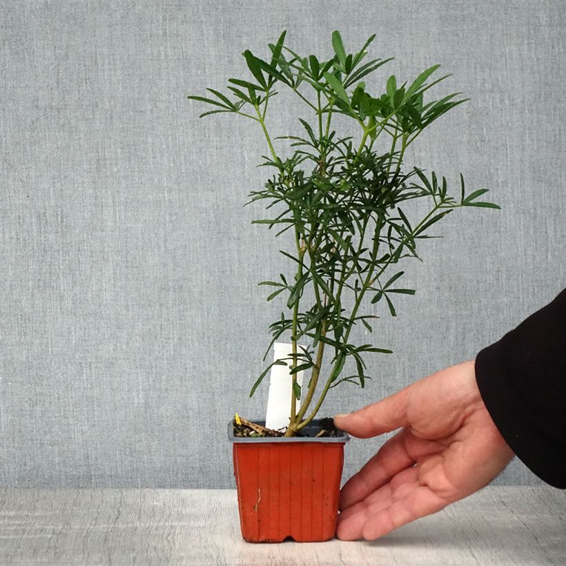 Spécimen de Choisya Scented Gem - Oranger du Mexique Godet de 8/9 cm tel que livré au printemps