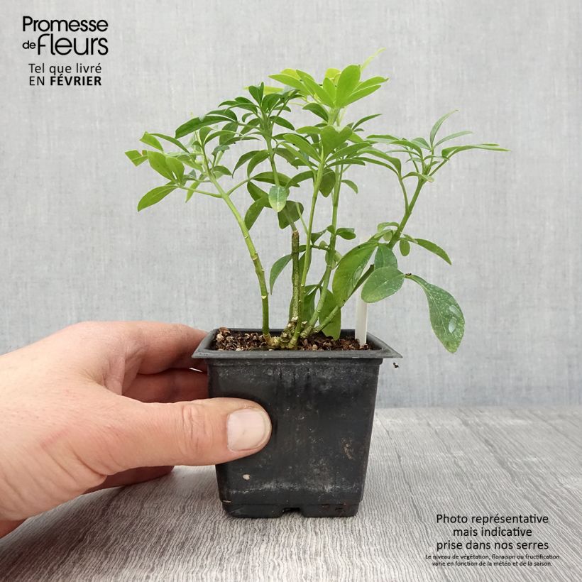 Spécimen de Choisya ternata Sundance - Oranger du Mexique Godet de 8/9 cm tel que livré en hiver