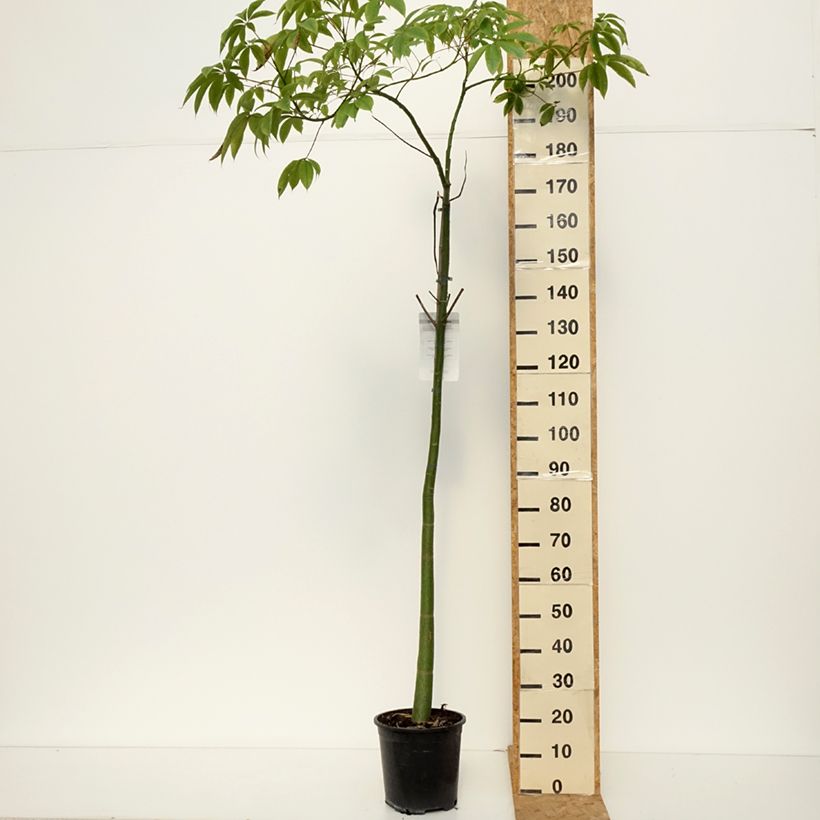 Spécimen de Chorisia ou Ceiba speciosa - Faux Kapokier, Arbre bouteille Pot de 7,5L/10L tel que livré en automne