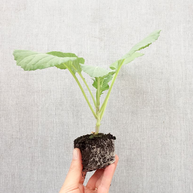 Spécimen de Chou cabus Tête de Pierre F1 en plants Mini-motte Ø 3/4 cm, Livré en hauteur de 5 à 10 cm tel que livré au printemps