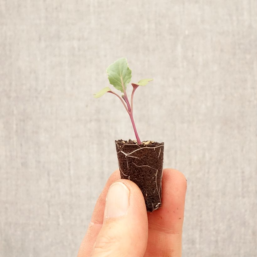Spécimen de Chou fleur Freedom  Mini-motte Ø 3/4 cm tel que livré au printemps