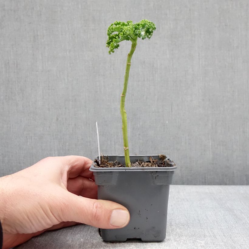 Spécimen de Chou frisé Winterbor en plant - Chou kale Godet de 8/9 cm tel que livré en hiver