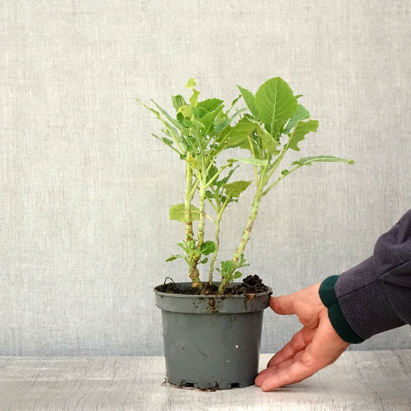 Spécimen de Chou perpétuel Daubenton en plant - Brassica oleracea ramosa  Pot de 1,5L/2L tel que livré en automne