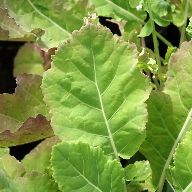 Chou perpétuel Daubenton en plant - Brassica oleracea ramosa  (Feuillage)