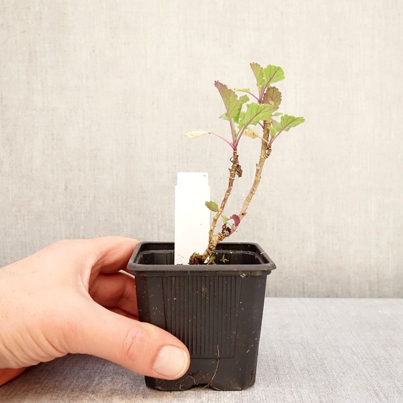 Spécimen de Chou perpétuel Daubenton's Green en plant - Brassica oleracea ramosa Godet de 8/9 cm tel que livré en hiver