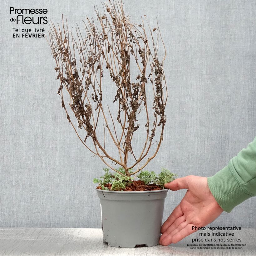 Spécimen de Chrysanthème des jardins Bienchen - Chrysanthemum indicum Pot de 2L/3L tel que livré en hiver