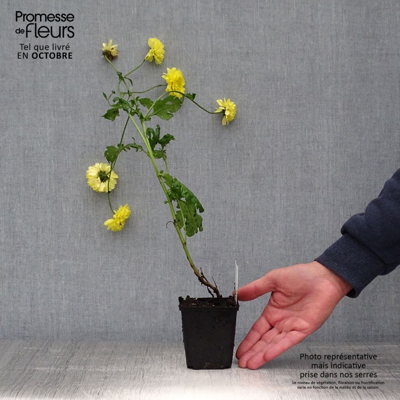 Spécimen de Chrysanthème des jardins Citronella - Chrysanthemum indicum Godet de 8/9 cm tel que livré en automne