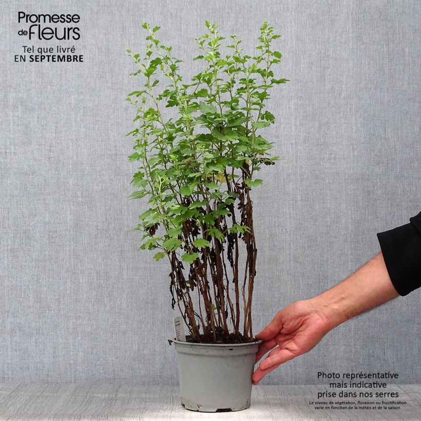 Spécimen de Chrysanthème des jardins Cottage Apricot - Chrysanthemum indicum Pot de 2L/3L tel que livré en automne