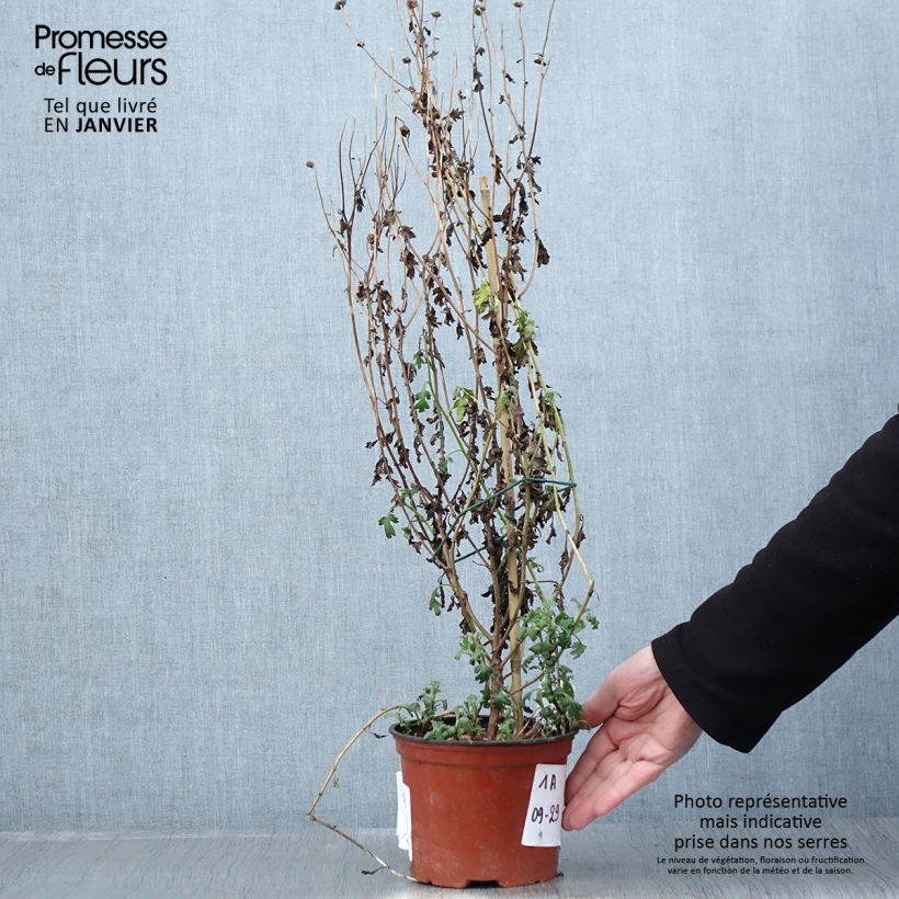 Spécimen de Chrysanthème des jardins Cottage Apricot - Chrysanthemum indicum Pot de 2L/3L tel que livré en hiver