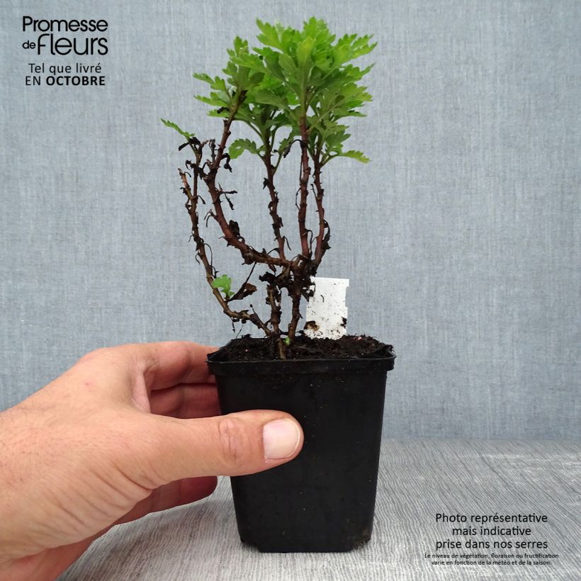 Spécimen de Chrysanthème des jardins Herbstbrokat - Chrysanthemum (x) indicum Godet de 8/9 cm tel que livré en automne