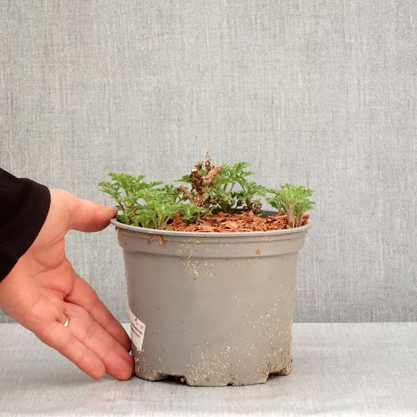 Spécimen de Chrysanthème des jardins Julia - Chrysanthemum (x) indicum Pot de 2L/3L tel que livré en hiver