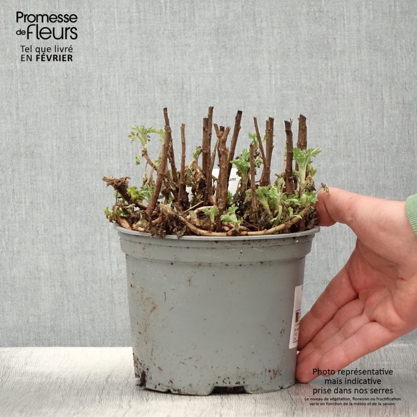 Spécimen de Chrysanthème des jardins Mei Kyo - Chrysanthemum indicum Pot de 2L/3L tel que livré en hiver