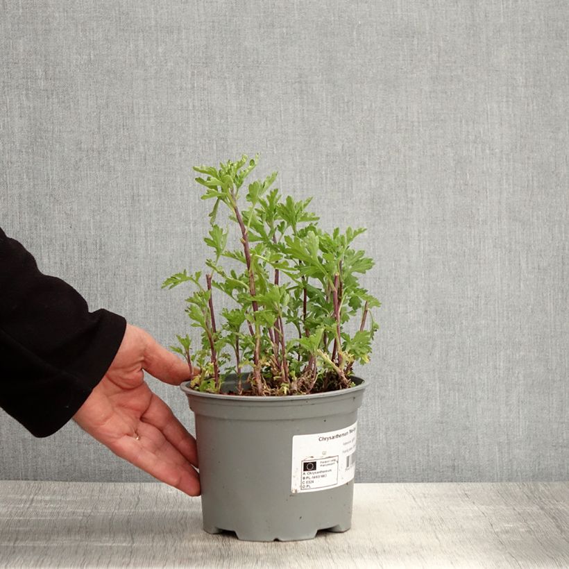 Spécimen de Chrysanthème des jardins Mei Kyo - Chrysanthemum indicum Pot de 2L/3L tel que livré au printemps