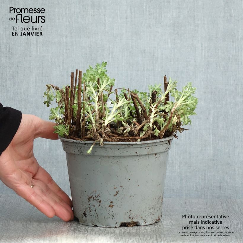 Spécimen de Chrysanthème des jardins Nantyderry Sunshine - Chrysanthemum Pot de 2L/3L tel que livré en hiver