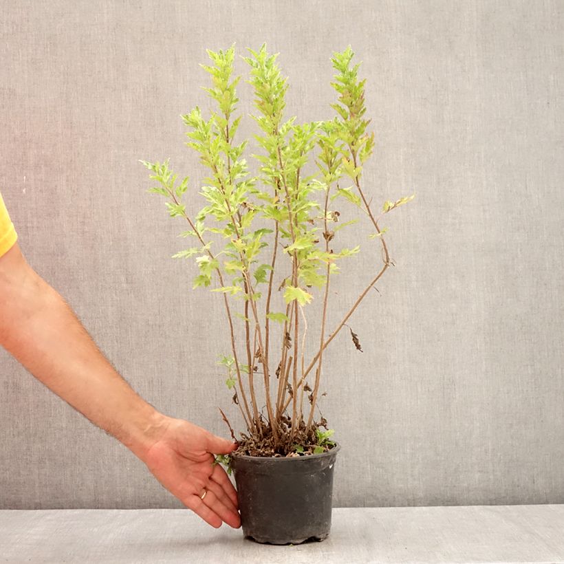Spécimen de Chrysanthème des jardins Oury - Chrysanthemum indicum Pot de 2L/3L tel que livré en été