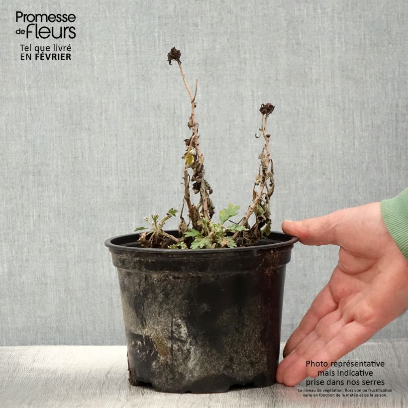 Spécimen de Chrysanthème des jardins Oury - Chrysanthemum indicum Pot de 2L/3L tel que livré en hiver