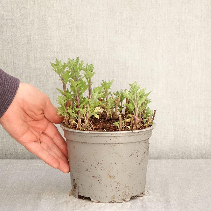 Spécimen de Chrysanthème des jardins Rehauge - Chrysanthemum indicum Pot de 2L/3L tel que livré au printemps