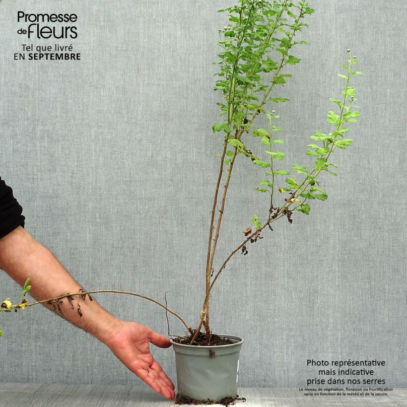 Spécimen de Chrysanthème indicum Poésie - Marguerite d'automne Pot de 2L/3L tel que livré en automne
