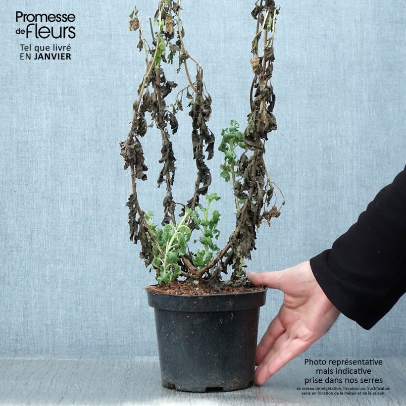 Spécimen de Chrysanthème indicum Poésie - Marguerite d'automne Pot de 2L/3L tel que livré en hiver