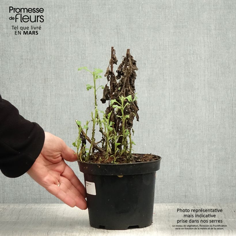 Amostra de Crisântemo Poesi Vaso de 2 L/3 L tal como entregue na primavera