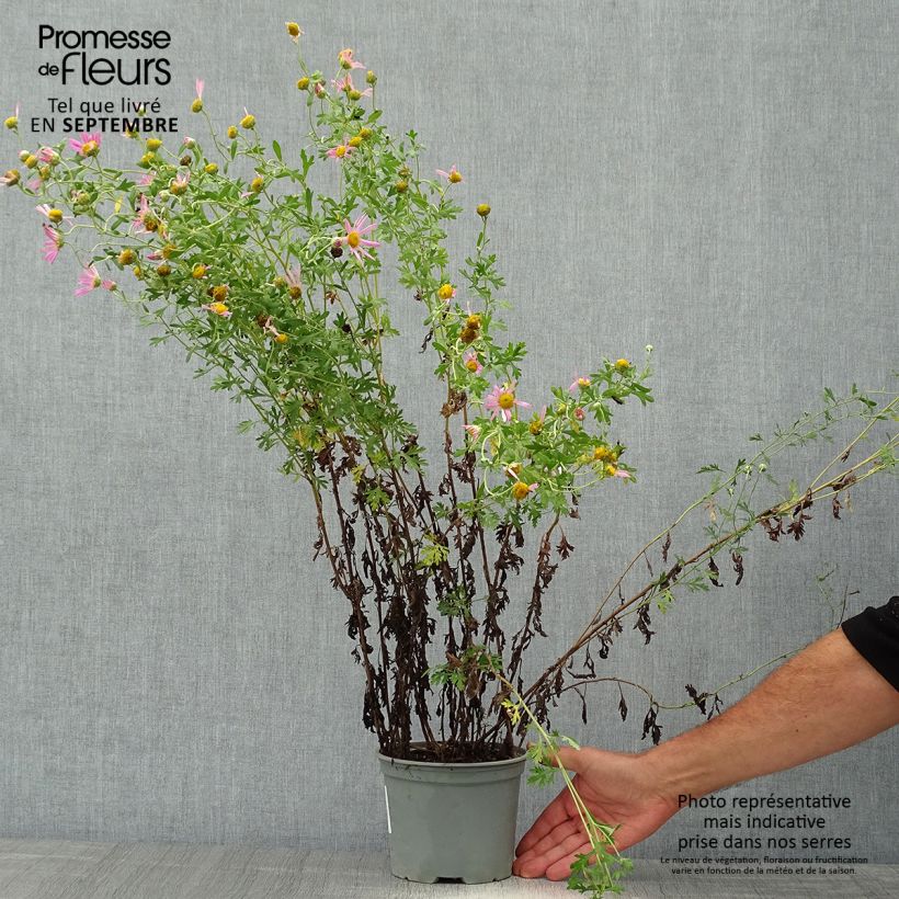 Spécimen de Chrysanthème rubellum Clara Curtis - Marguerite d'automne Pot de 2L/3L tel que livré en automne