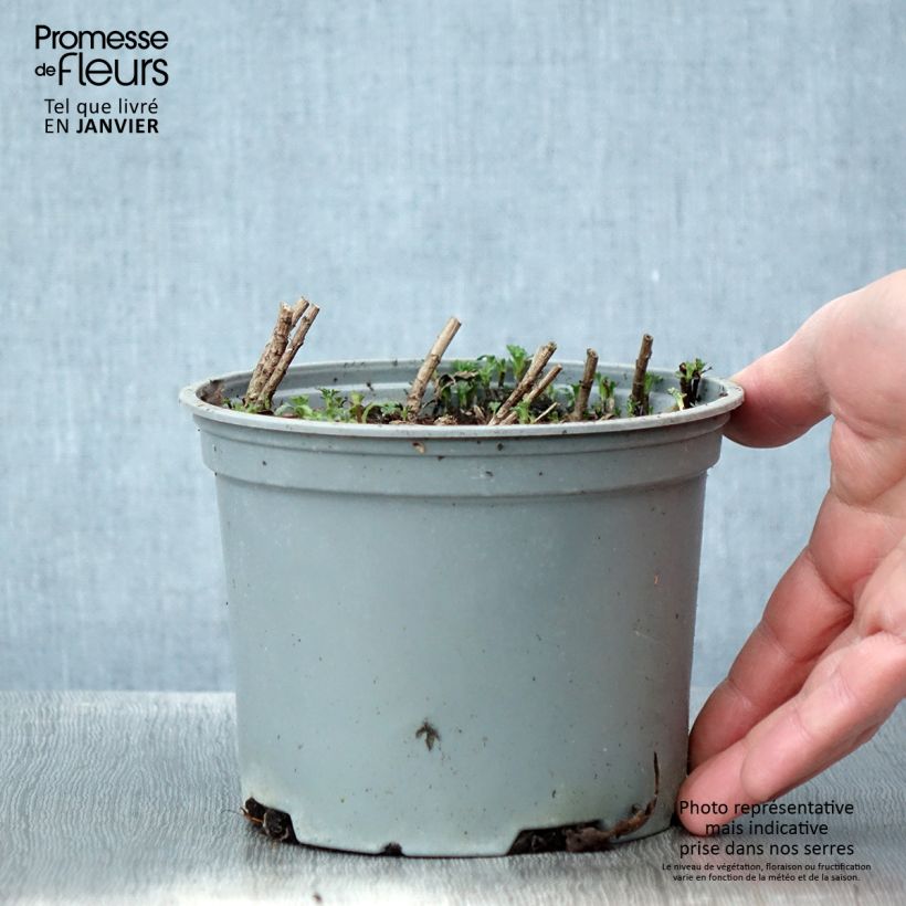 Spécimen de Chrysanthème rubellum Clara Curtis - Marguerite d'automne Pot de 2L/3L tel que livré en hiver