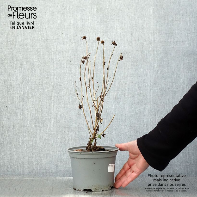 Spécimen de Chrysanthème rubellum Dernier Soleil - Marguerite d'automne. Pot de 2L/3L tel que livré en hiver