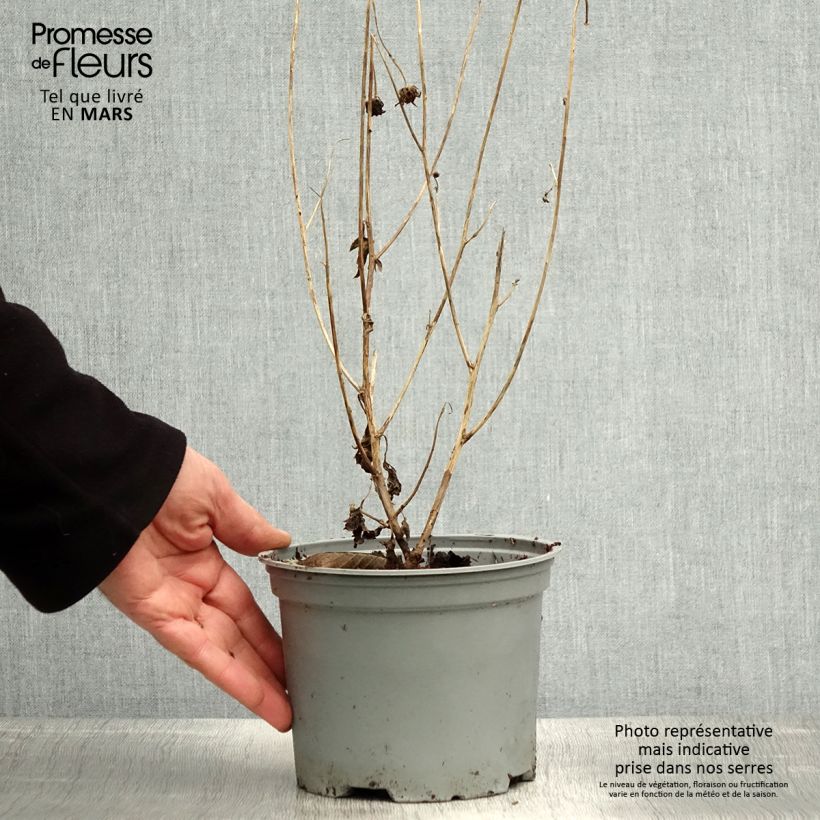 Chrysanthemum rubellum Dernier Soleil - Crisantemo Maceta 2L/3L Ejemplar entregado en la primavera