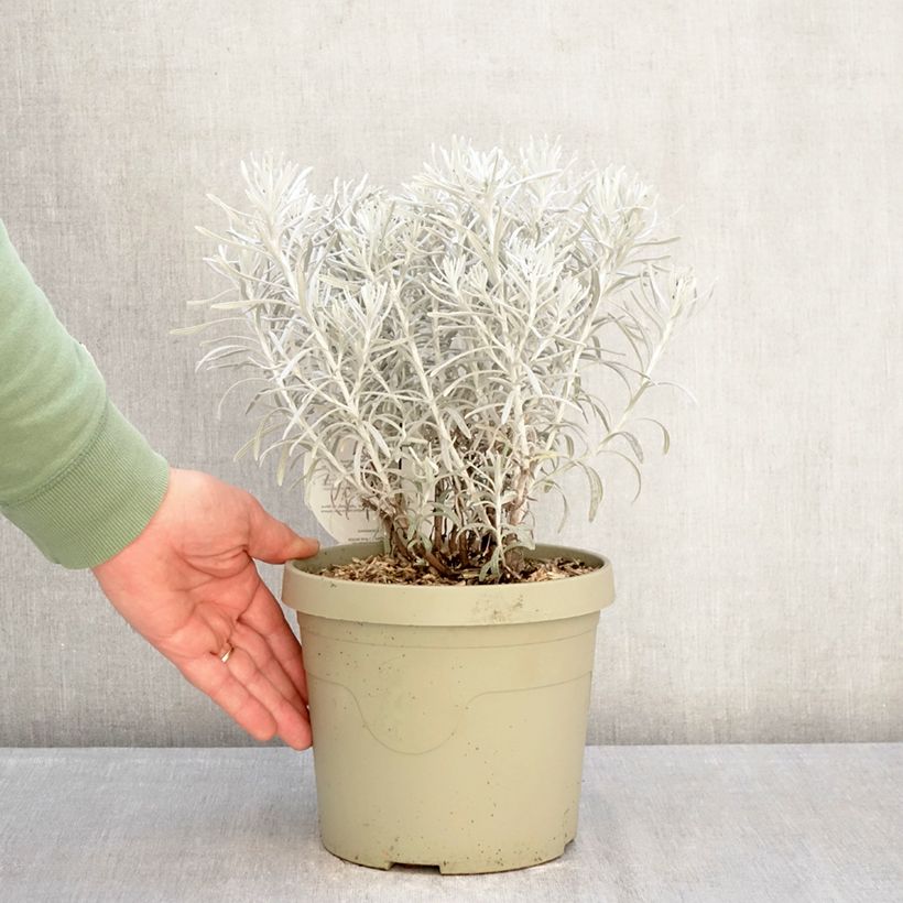 Spécimen de Chrysocephalum apiculatum Korma - Immortelle  Pot de 3L/4L tel que livré en hiver