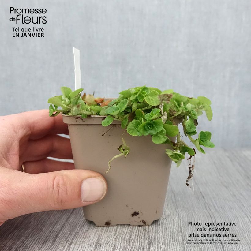 Spécimen de Chrysosplenium oppositifolium, Dorine Godet de 8/9 cm tel que livré en hiver