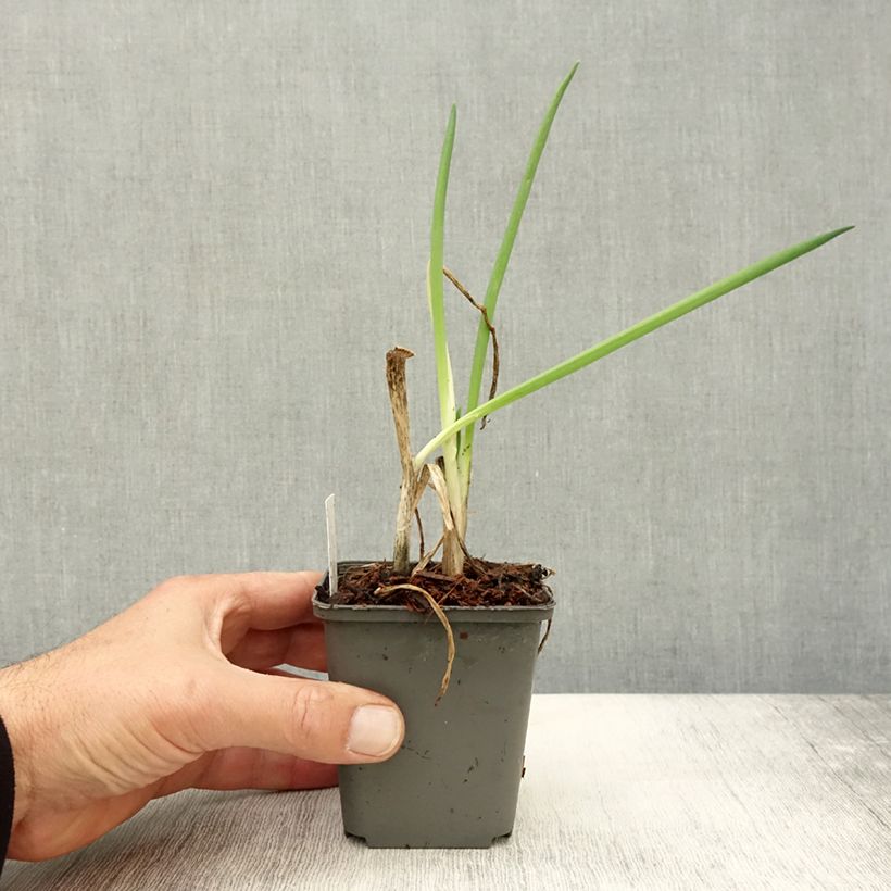 Spécimen de Ciboule - Civette BIO Godet de 7/8 cm tel que livré en automne