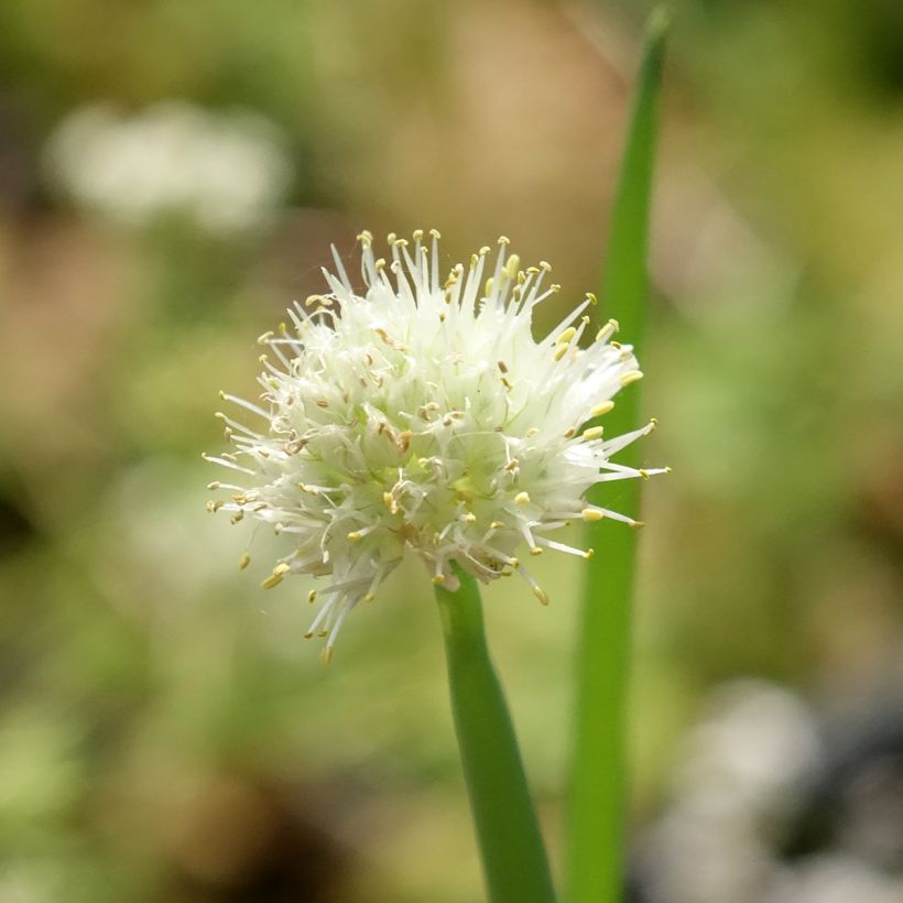 Ciboule - Civette BIO (Floraison)
