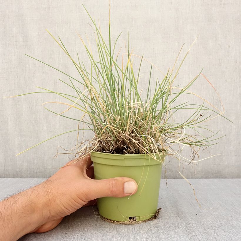 Spécimen de Ciboule - Civette BIO Pot de 1L/1,5L tel que livré en automne